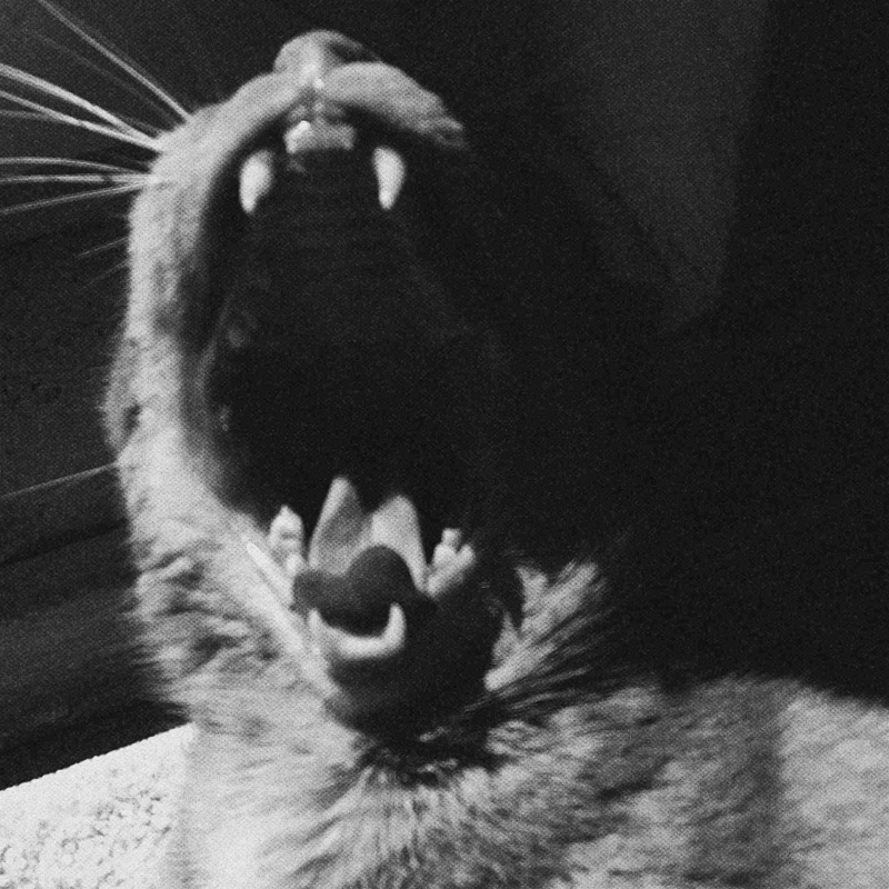 The Bullseyes. Drugi singiel ‘This Is Wild’ zapowiada kolejny album rockowego duetu