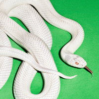 Deftones "Private Music"