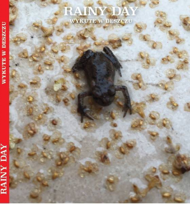 Nasze recenzje: Rainy Day „Wykute w Deszczu”